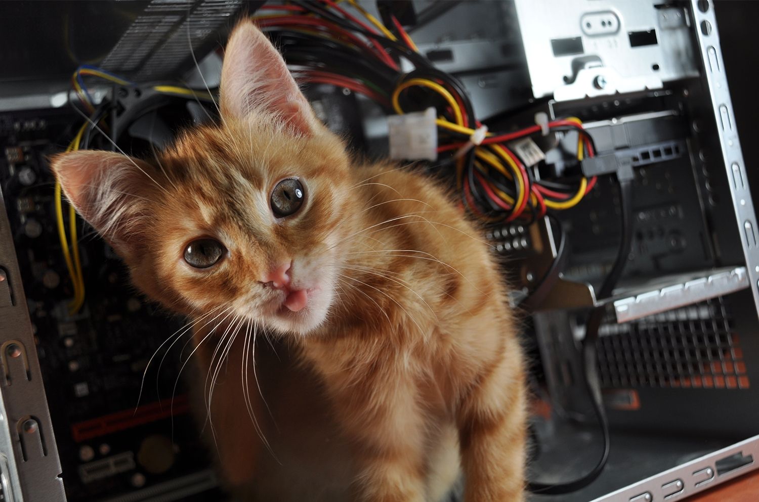 Gato em um computador