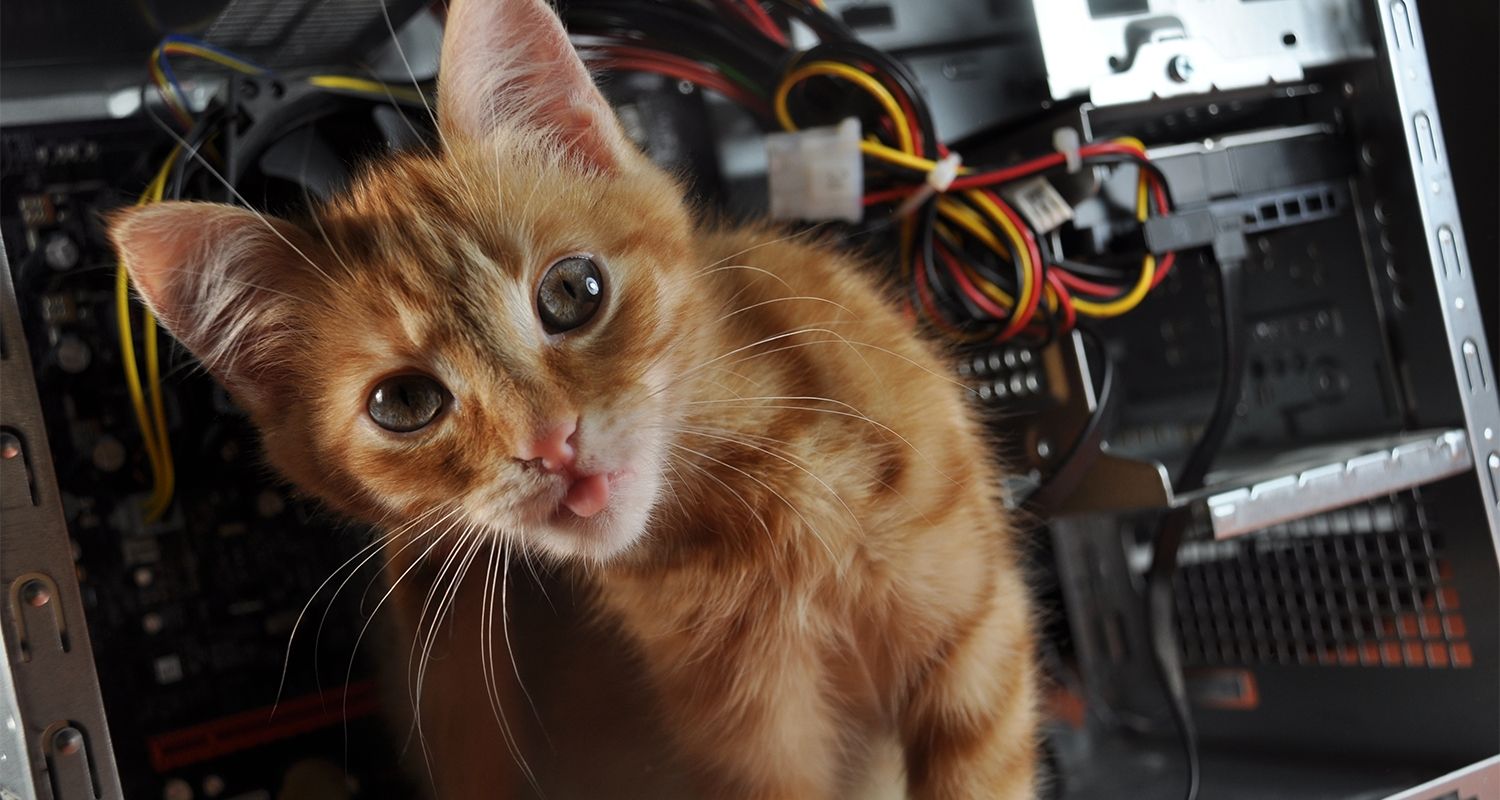 Gato entra furtivamente em um computador aberto.